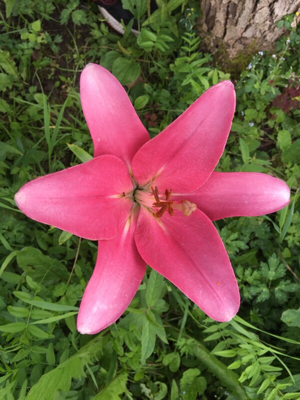 Лилия... - Владимир Павлов