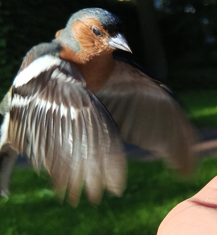 Зяблик - Сапсан 