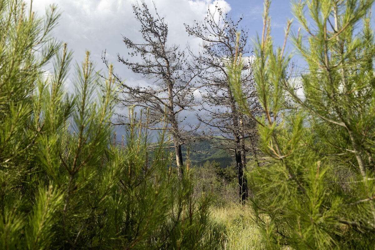 Природа - k-e-r-g-u-d-u DM