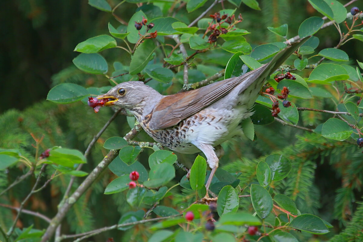 ненасытный ... - Andrey Bragin 