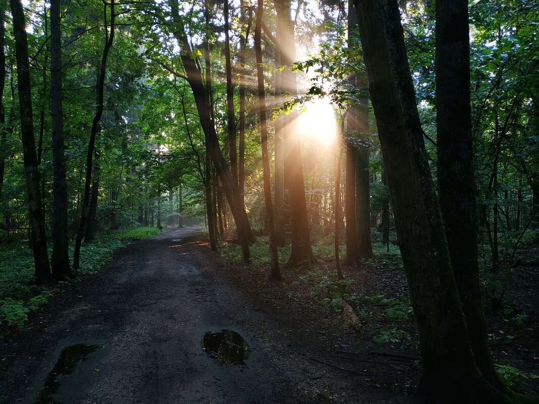 В парке после дождя - Андрей Лукьянов В парке после дождя - Андрей Лукьянов