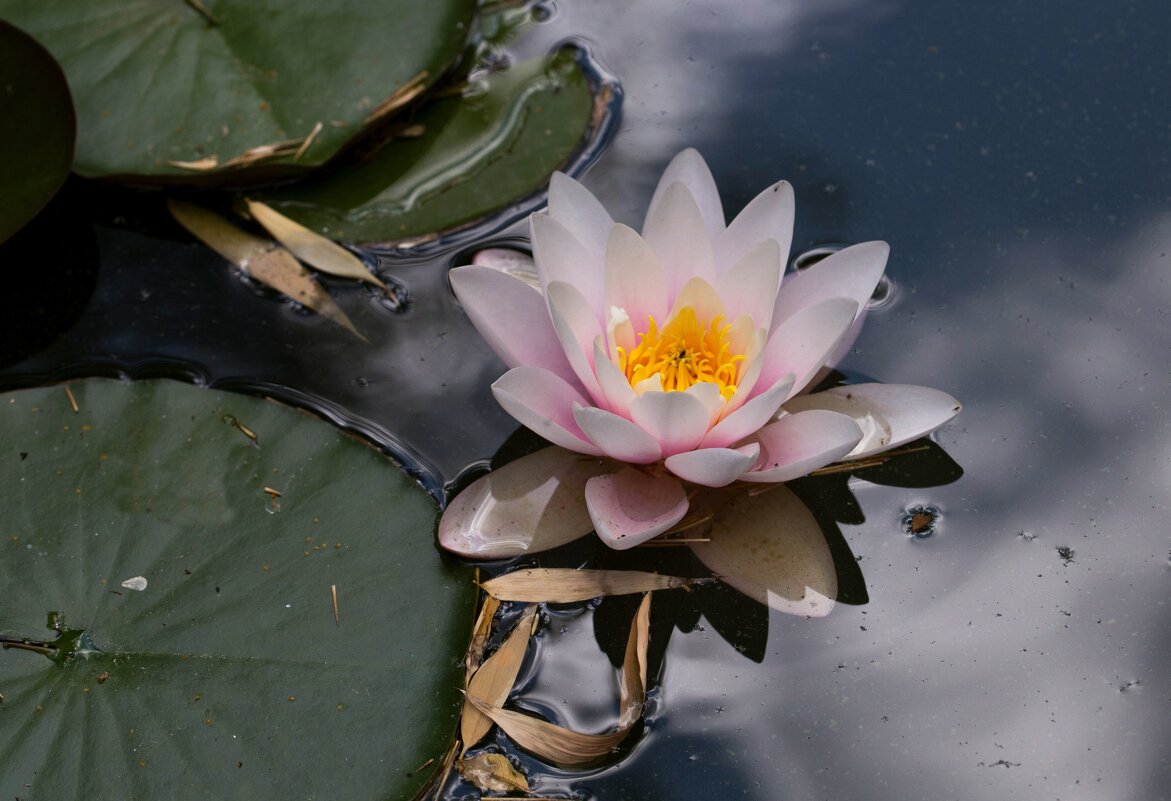 Витает в облаках - Светлана Тихонина