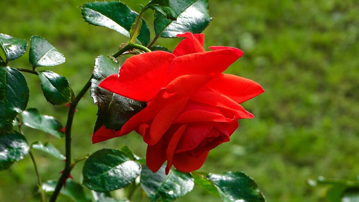 О красоте цветов. - Милешкин Владимир Алексеевич 