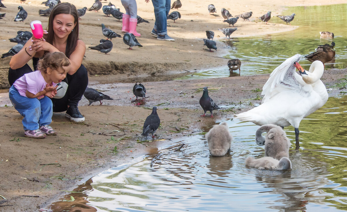У лебедей банный день. - Владимир Безбородов