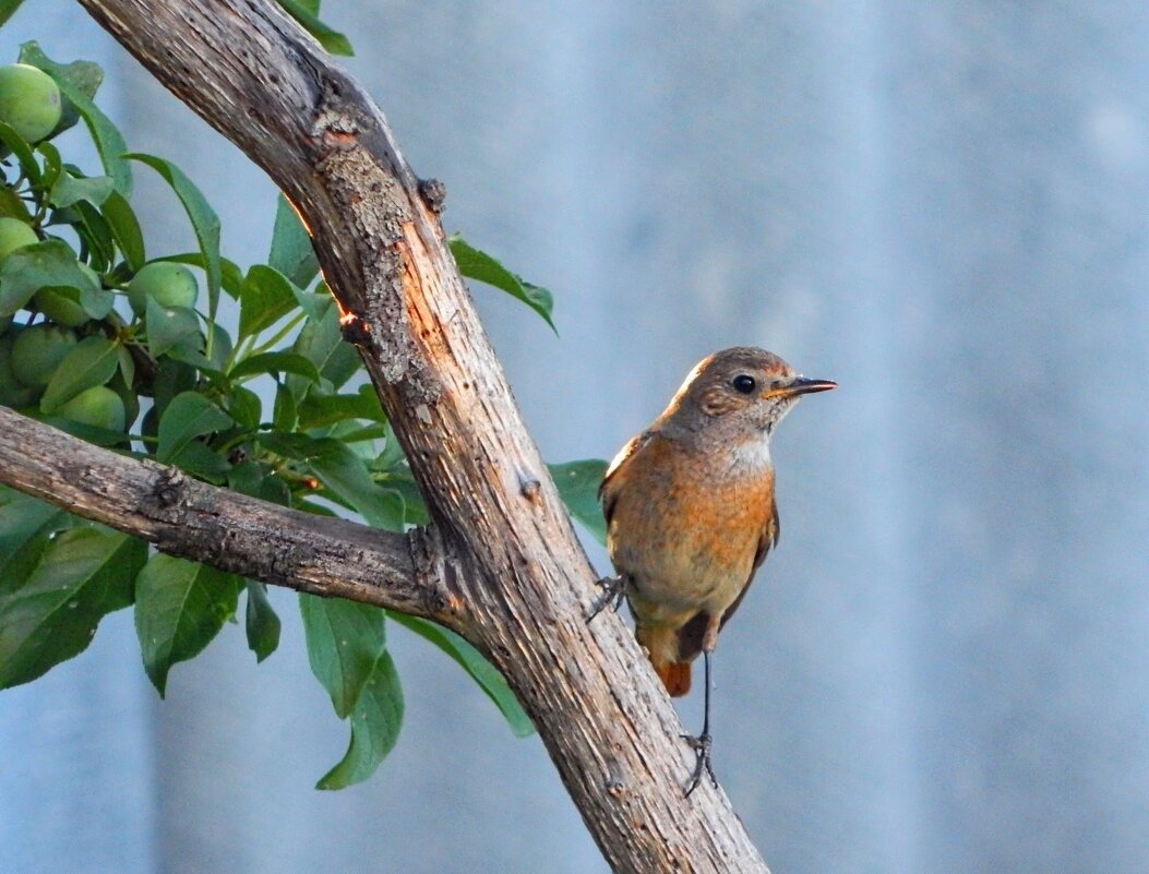 Самочка горихвостки на сливе ) - Елена Хайдукова ( Elena Fly ) Самочка горихвостки на сливе ) - Елена Хайдукова ( Elena Fly )