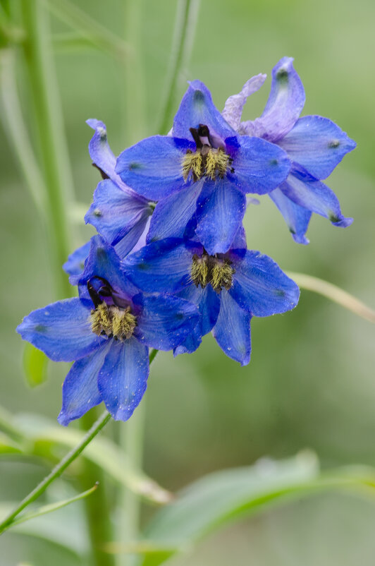 *** - Виктор Иванович Чернюк