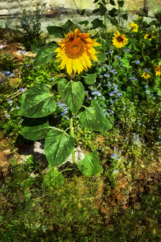 Подсолнух - Анатолий Чикчирный