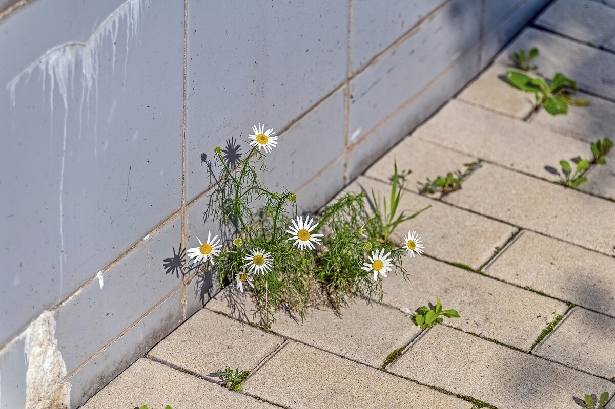 Городские - Валерий Иванович