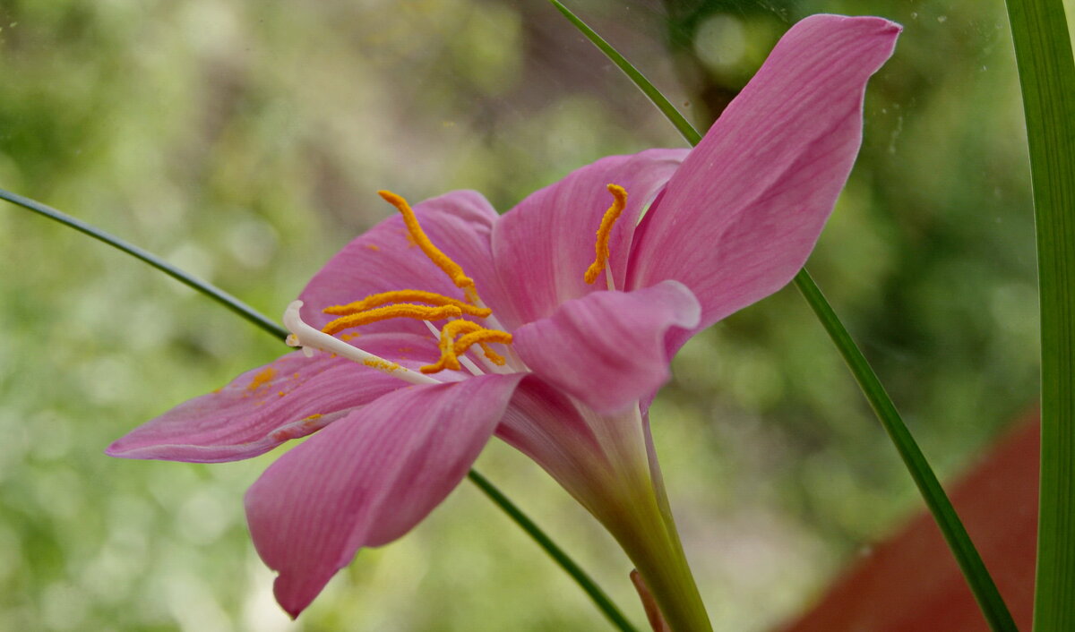 Цветок выскочка. - сергей ермошкин Цветок выскочка. - сергей ермошкин