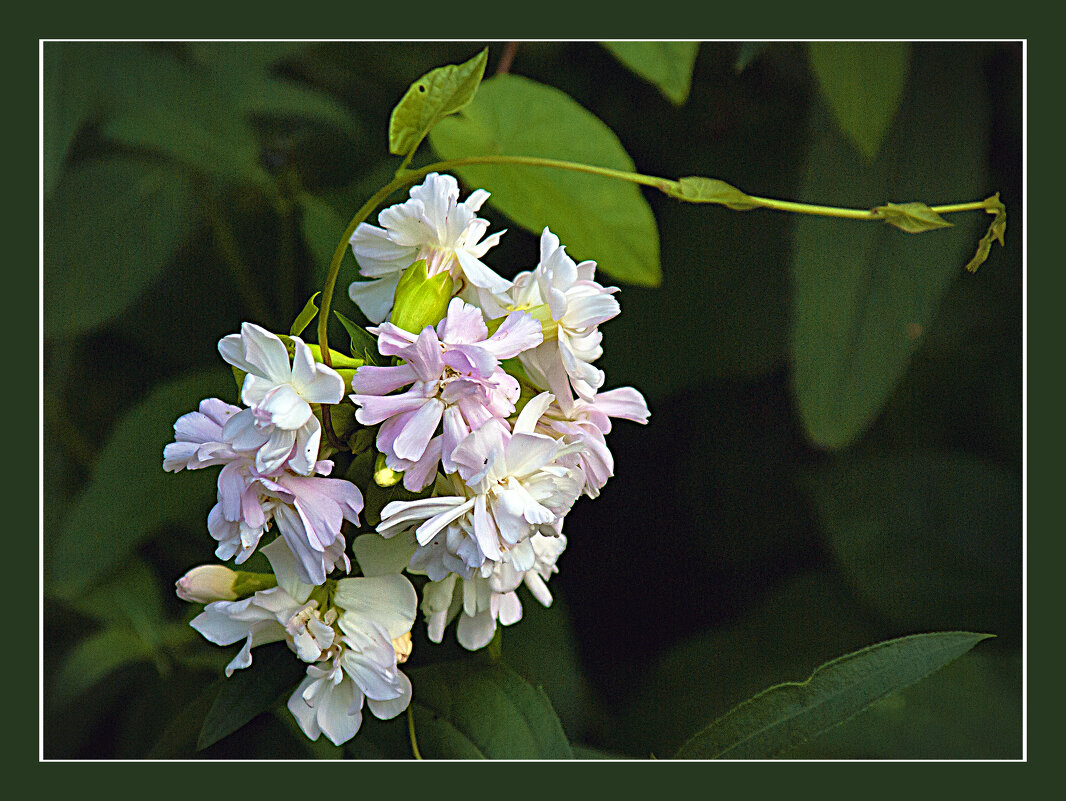 Летняя зарисовка - Владимир Кроливец Летняя зарисовка - Владимир Кроливец