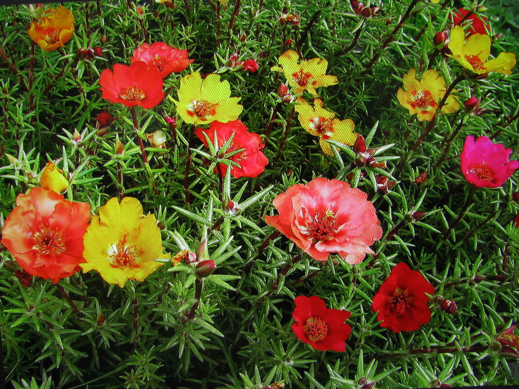 Портулак цветёт - Людмила Смородинская
