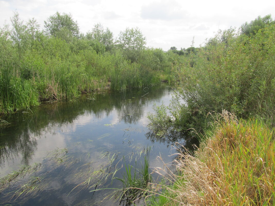 Усманка Воронеж - Елена Шаламова