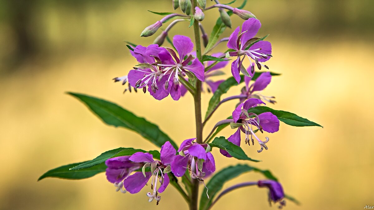 3887 - Alex . 3887 - Alex .