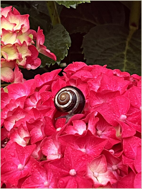 Украшение гортензии. - Валерия Комова