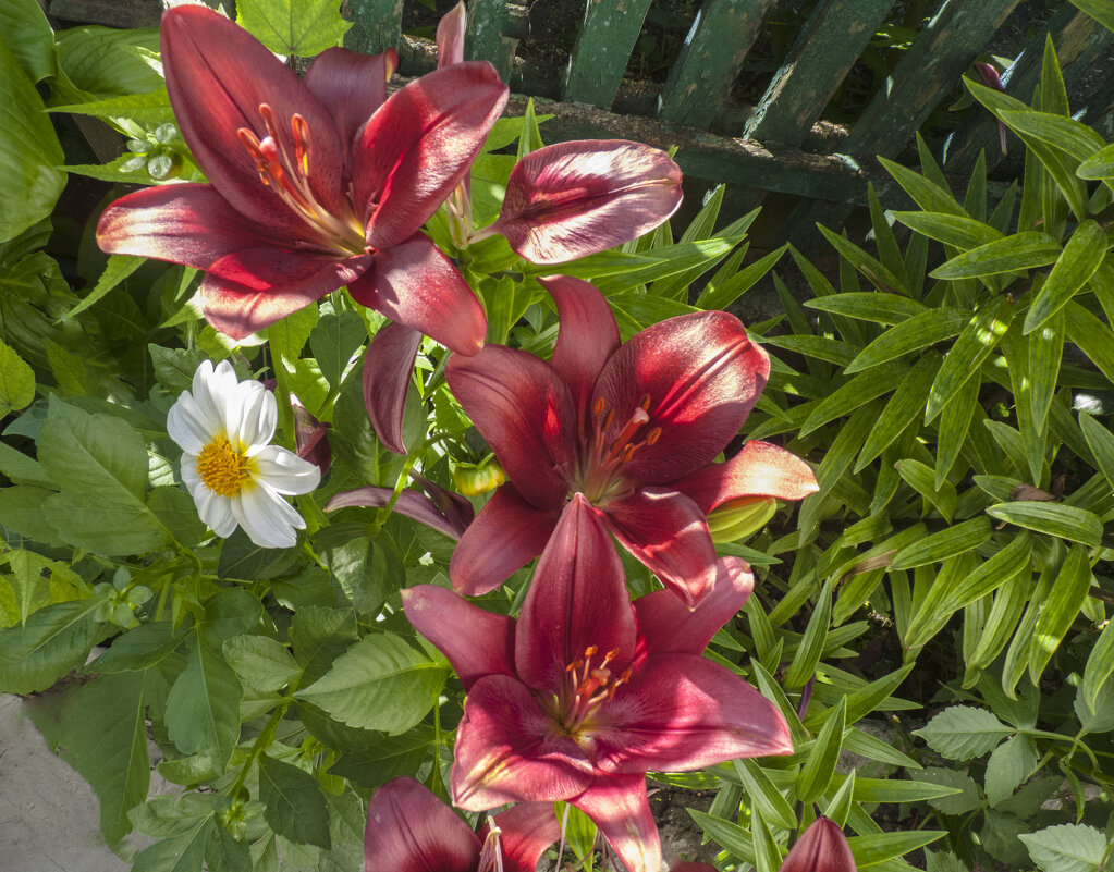 Наши  лилии - Валентин Семчишин