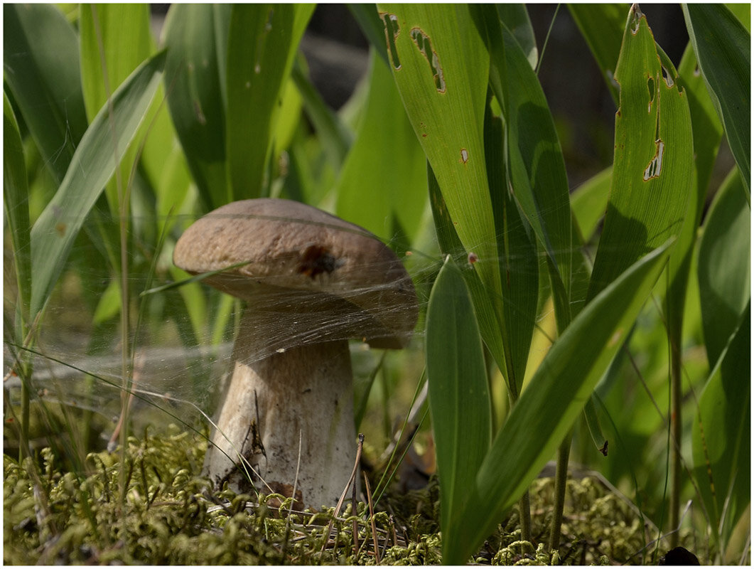 С боровичком - Aleksandr Gal