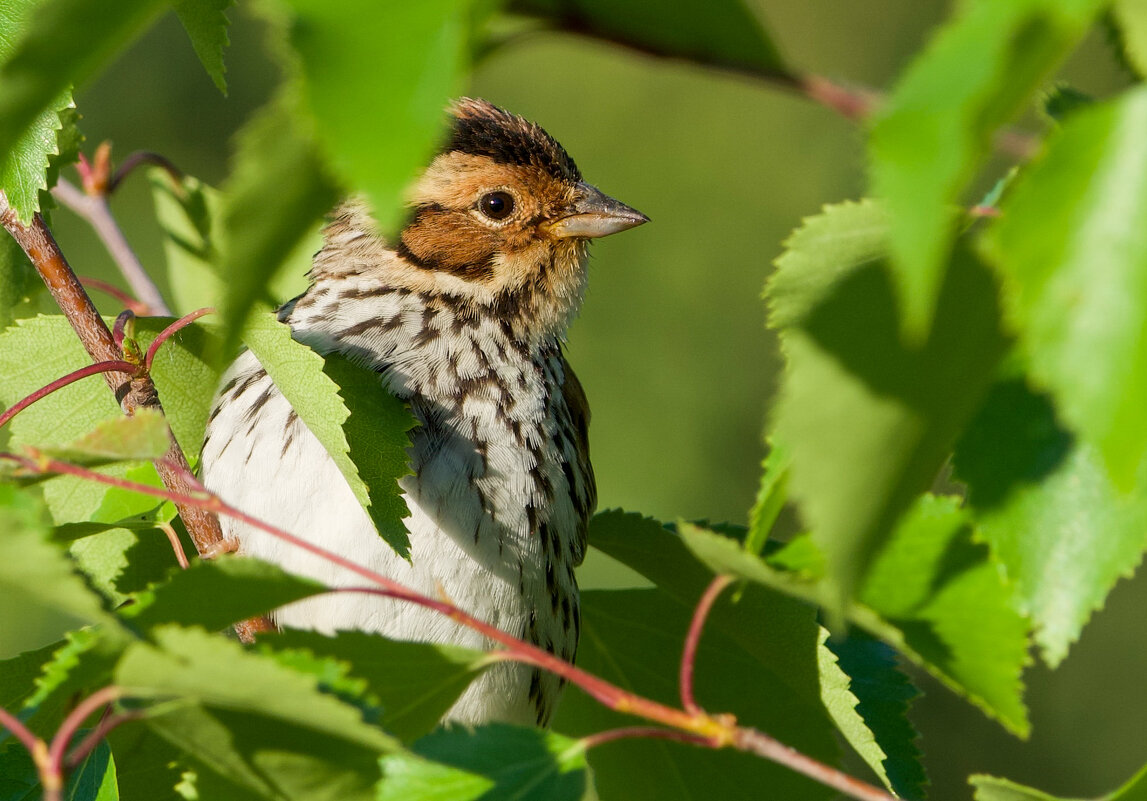 Овсянка крошка - Виктория 