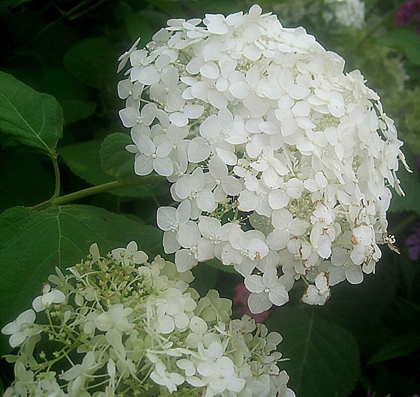 Гортензия - Елена Семигина