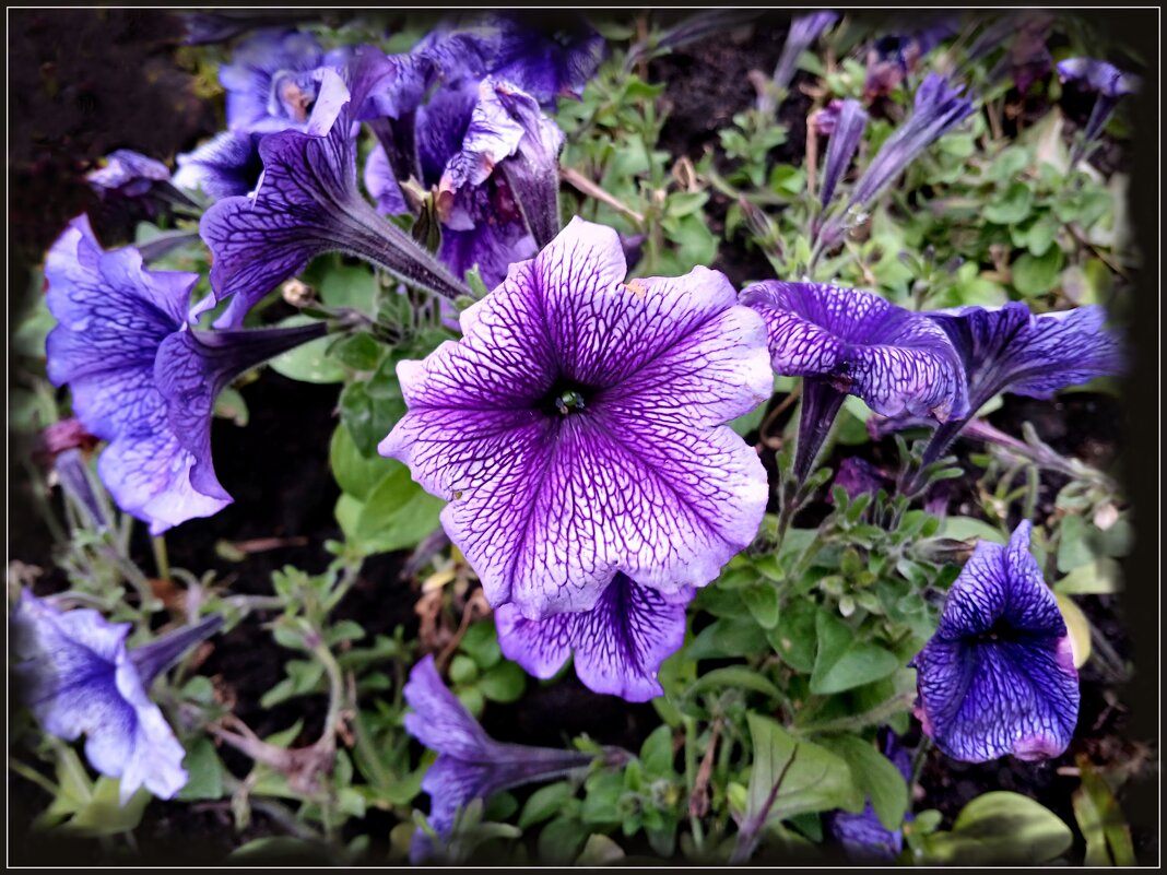 Петунии.. - Лия ☼ Петунии.. - Лия ☼