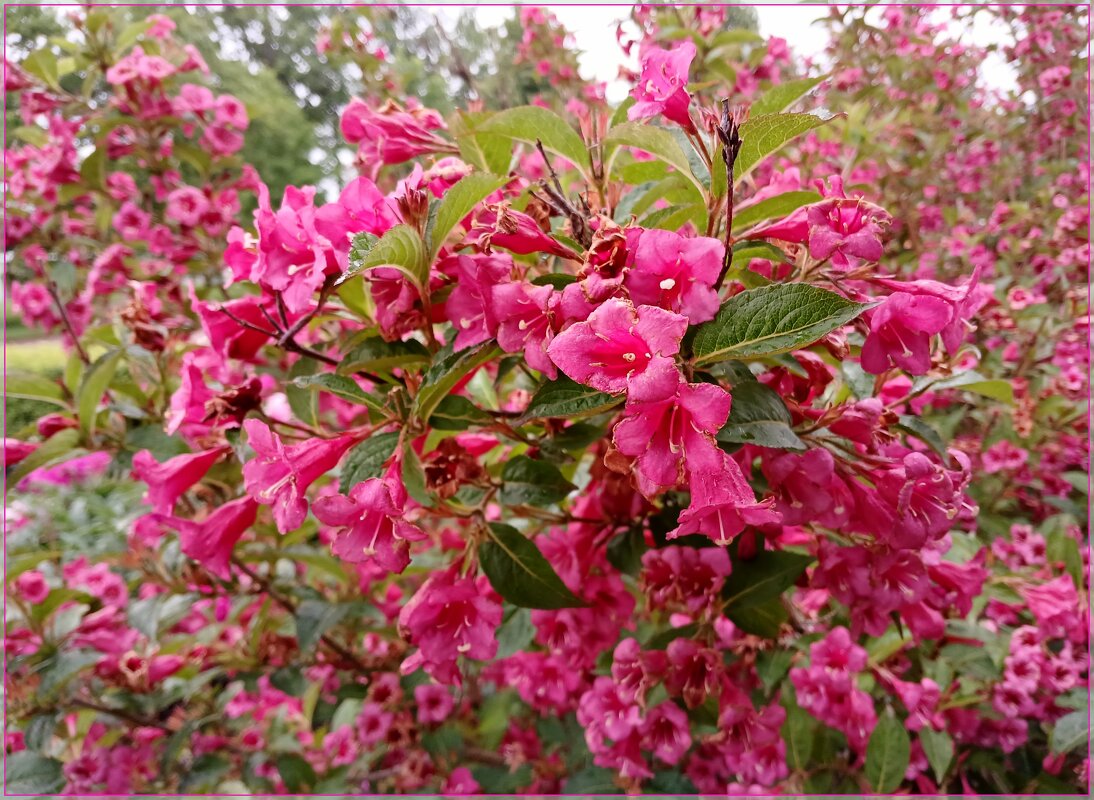 Вейгела. - Лия ☼