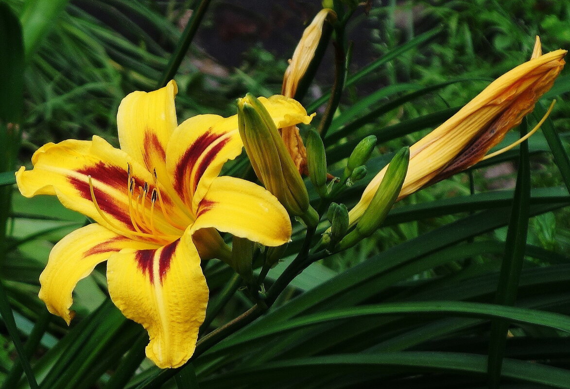 Лилейник - Рита Симонова