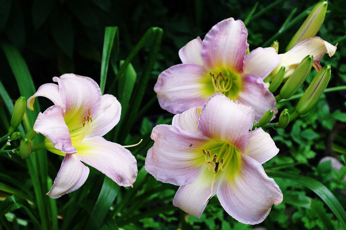 Лилейник - Рита Симонова