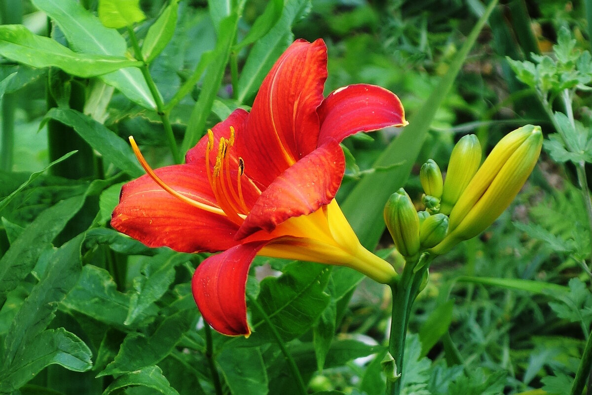 Лилейник - Рита Симонова