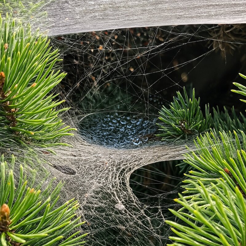 *** - Хэлен ***