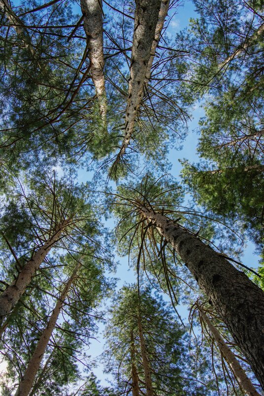 *** - Николай Чекалин