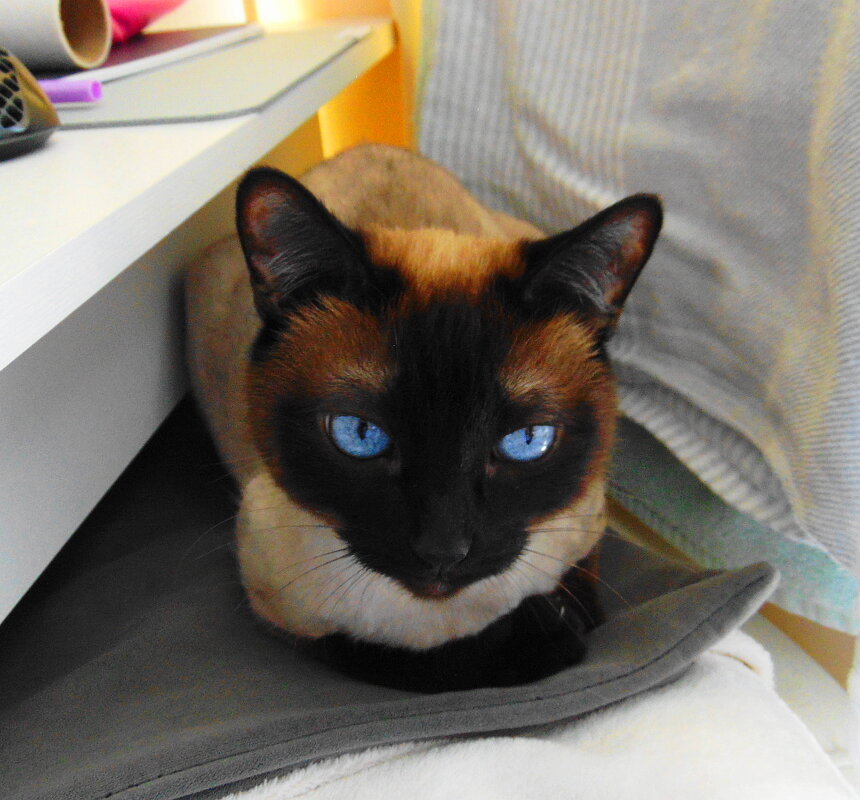 Ванесса дома. - Александр Владимирович Никитенко