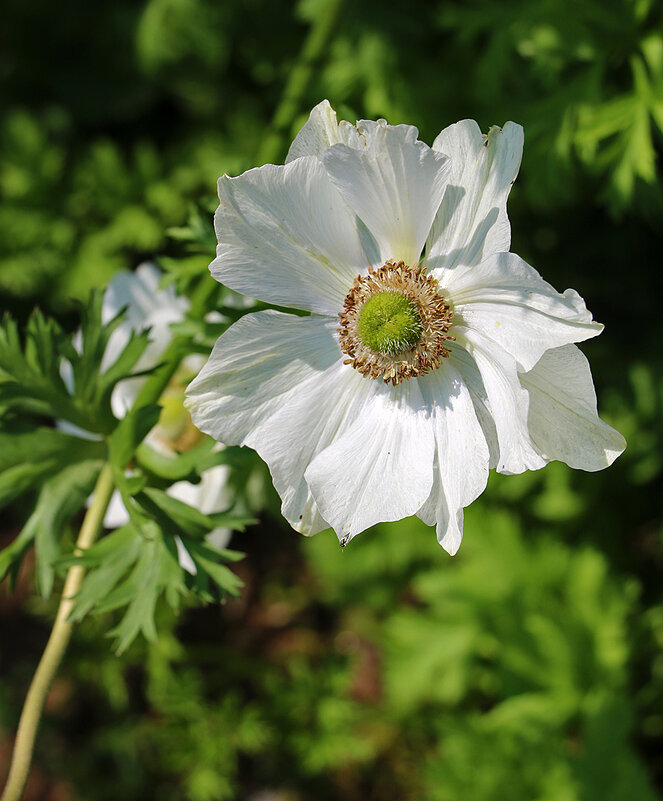 Анемона белая - Светлана Анемона белая - Светлана