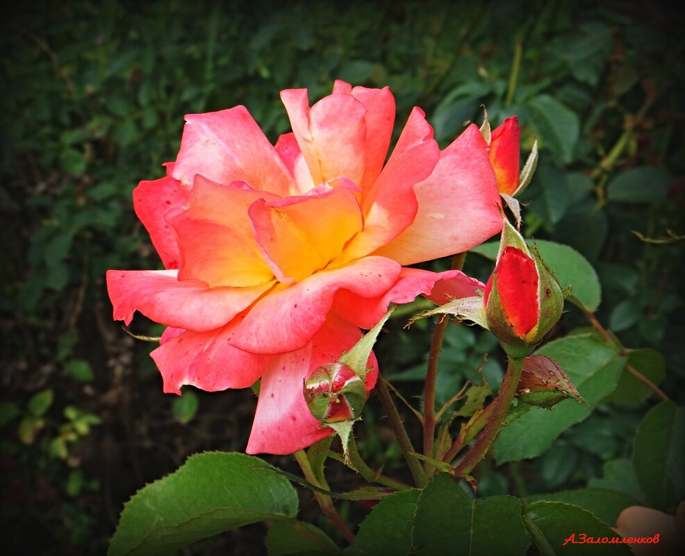 О розах конца июля... - Андрей Заломленков О розах конца июля... - Андрей Заломленков