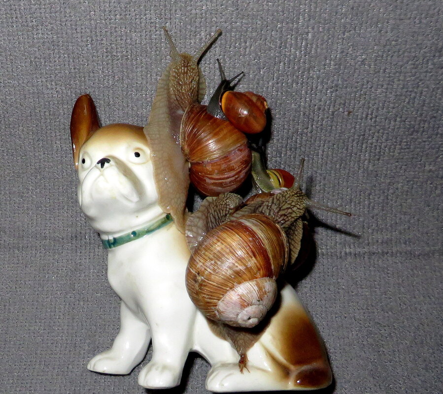 Улиточки - Ирина Олехнович