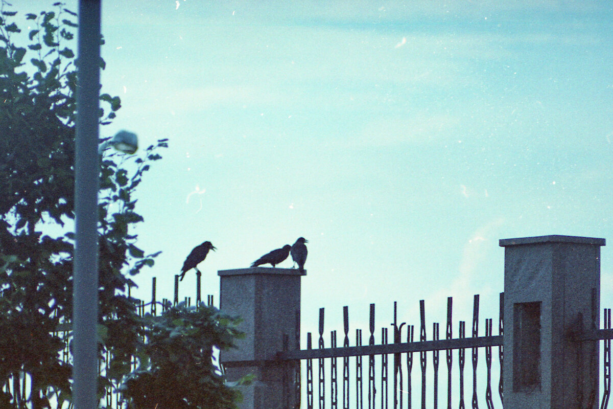 *** - Игорь Бухало