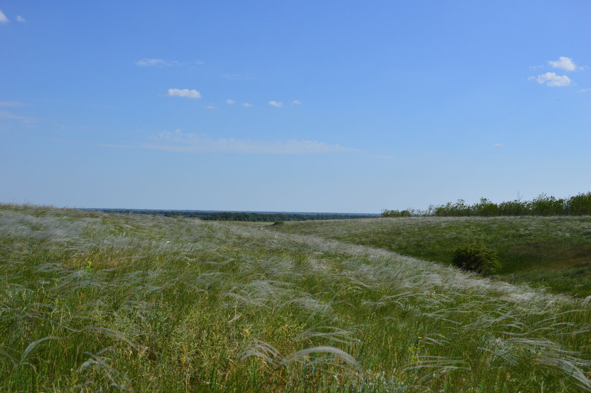 Ковыль. - Виктор 