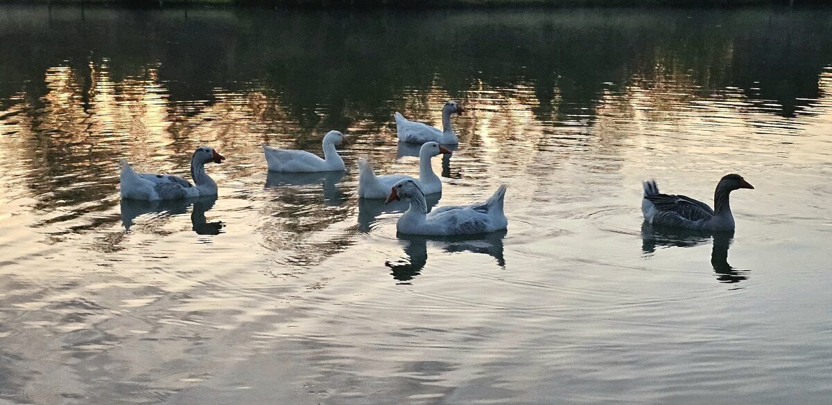 Гуси на закате - Михаил Свиденцов