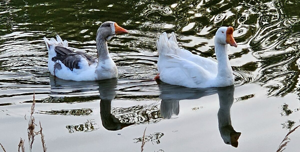 Гуси - Михаил Свиденцов