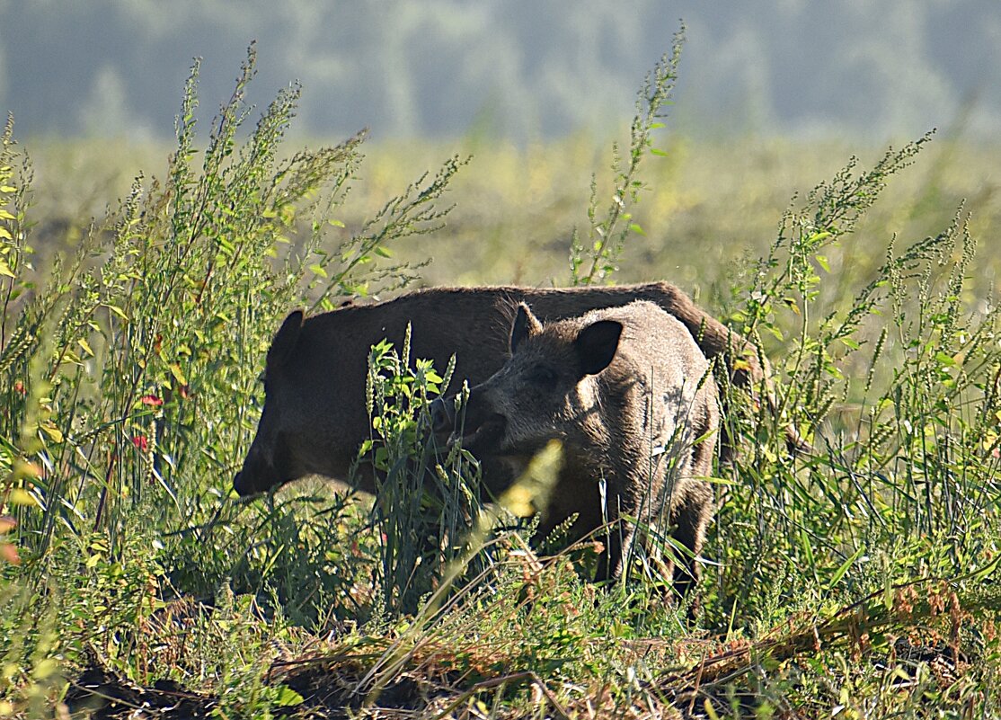 В поле... - Геннадий Ячменев