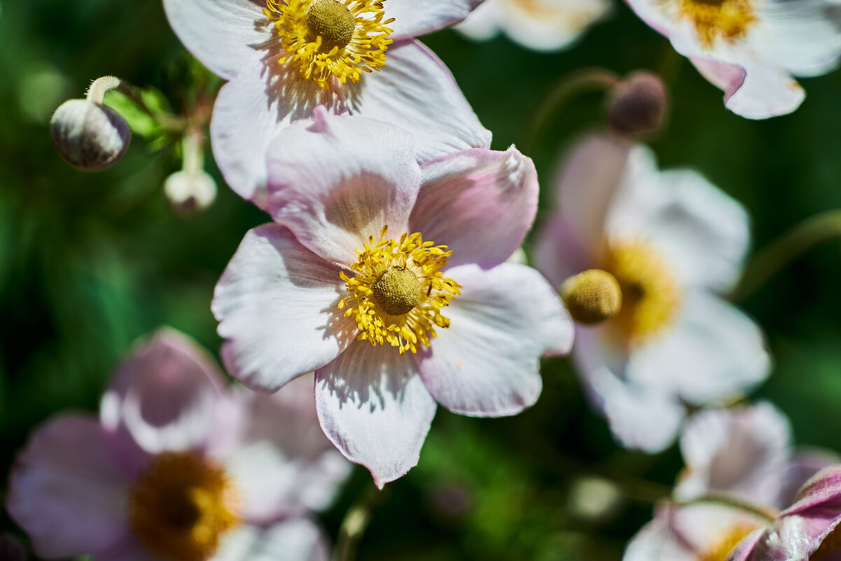Анемона Японская - Александр Леонов