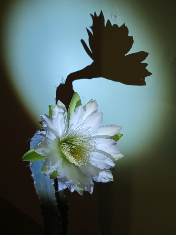 Цветок кактуса. - Харис Шахмаметьев Цветок кактуса. - Харис Шахмаметьев