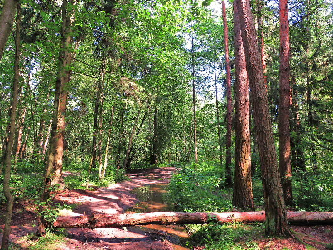 В летнем лесу - Андрей Снегерёв