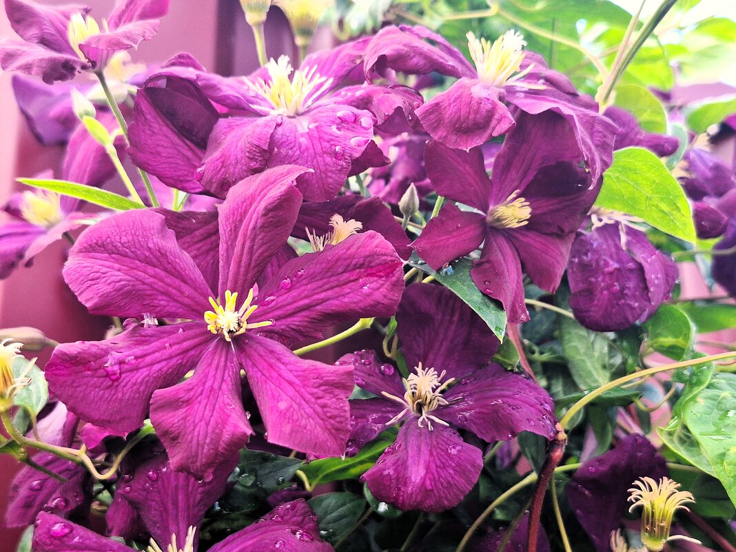 Клематисы - Наталья 