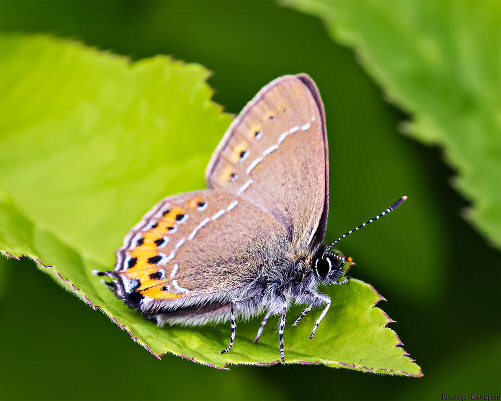 бабочка - Laryan1 