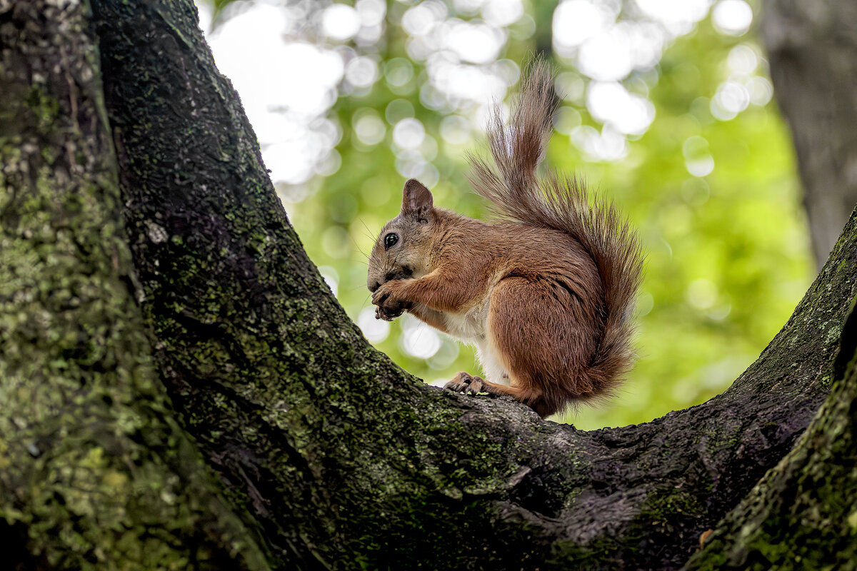 *** - Николай Климович