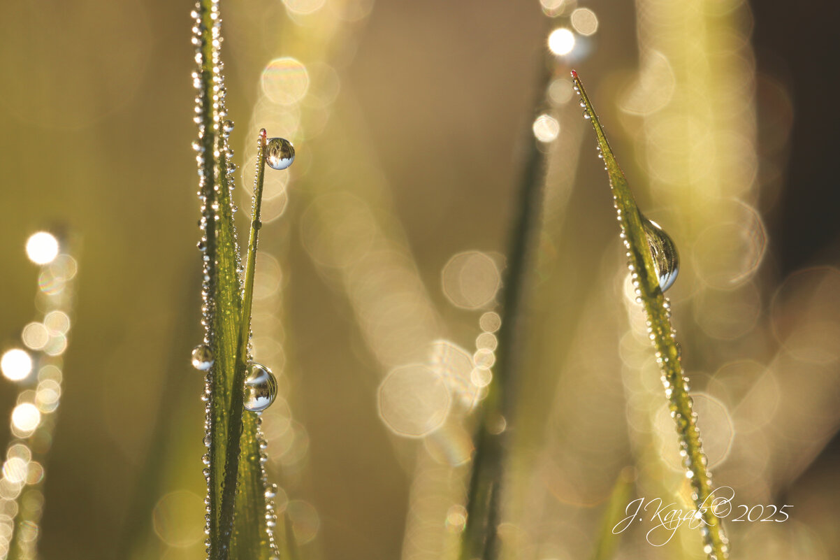 *** - Елена Kазак (selena1965)