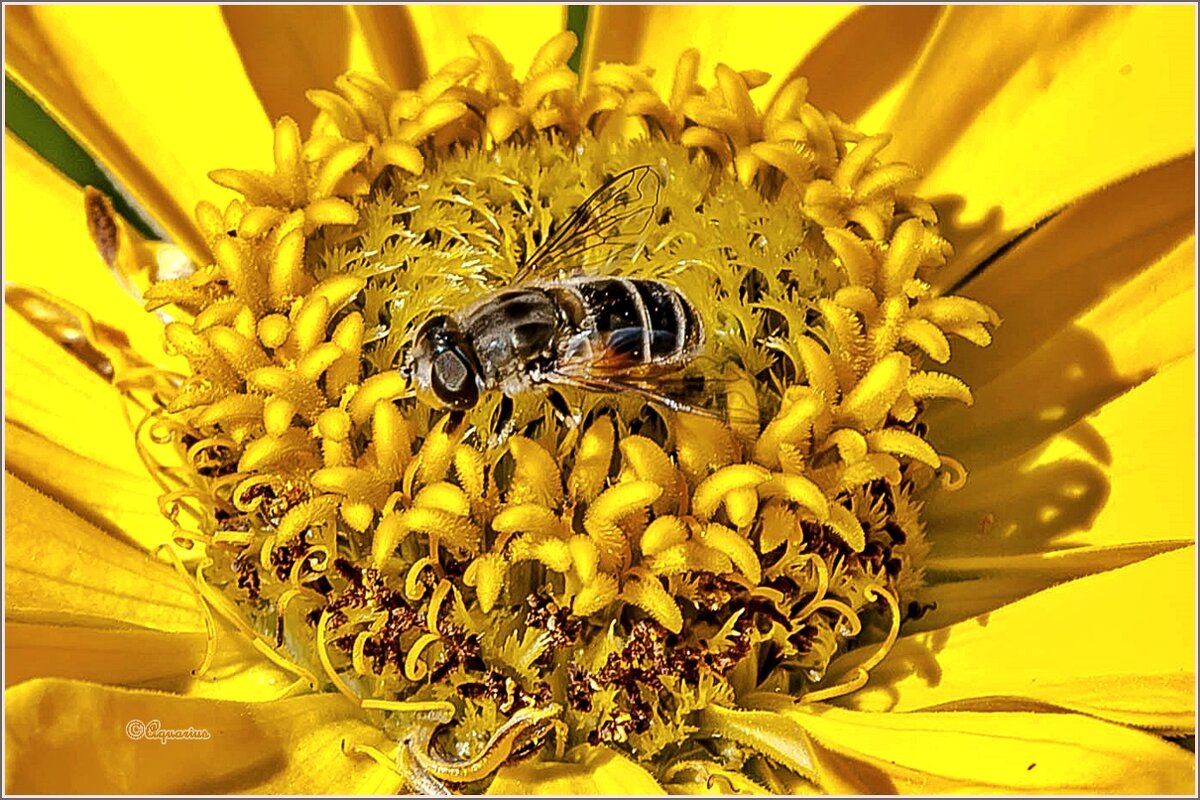 Вишенка на торте - Aquarius - Сергей Вишенка на торте - Aquarius - Сергей