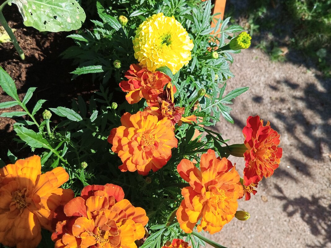 Бархатцы - Сапсан 