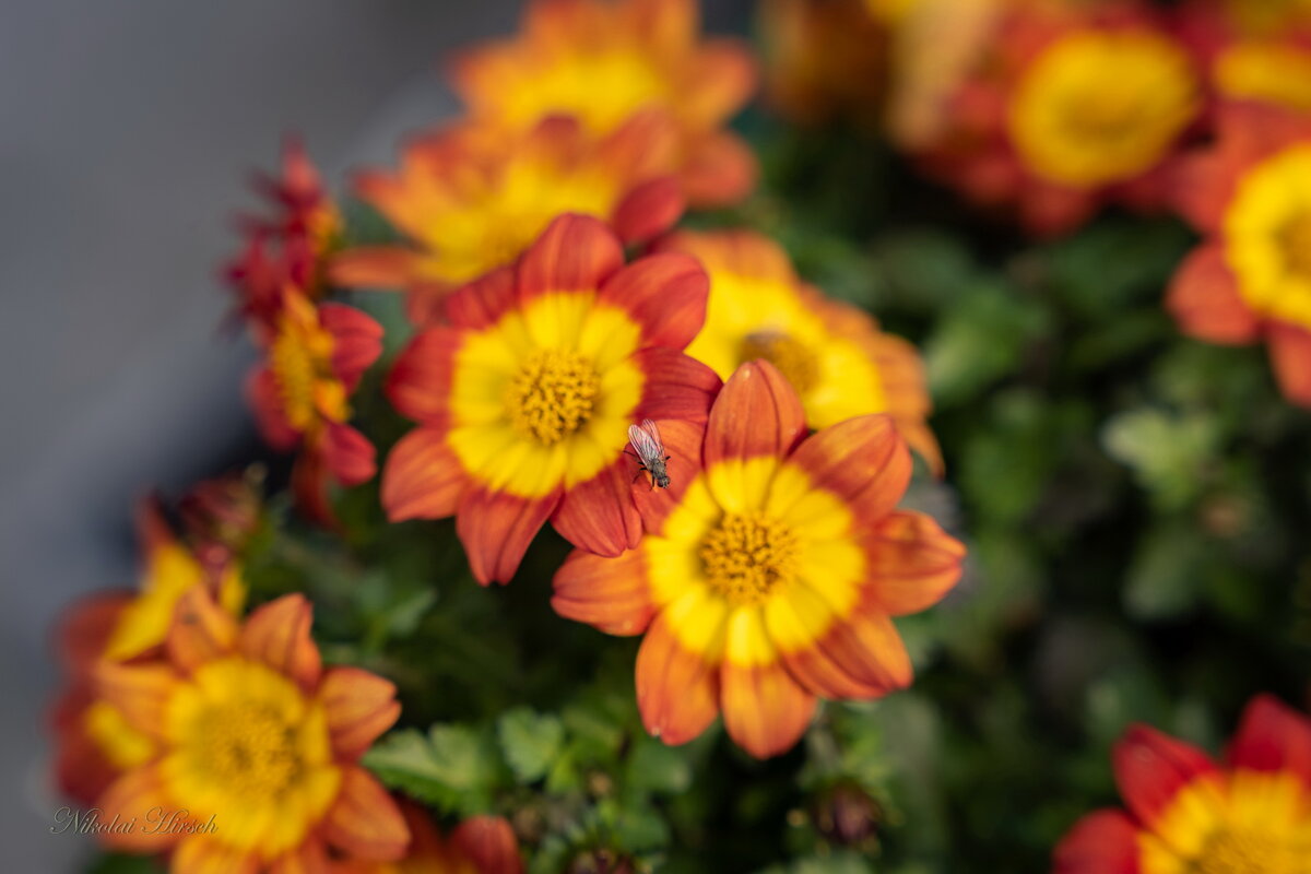 Любительница прекрасного... - Николай Гирш Любительница прекрасного... - Николай Гирш