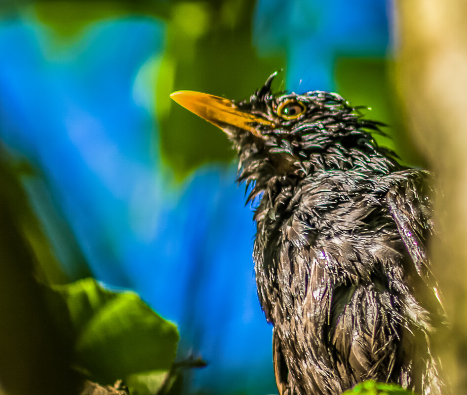 Птичьи портреты: утро понедельника. - Игорь Викторов Птичьи портреты: утро понедельника. - Игорь Викторов