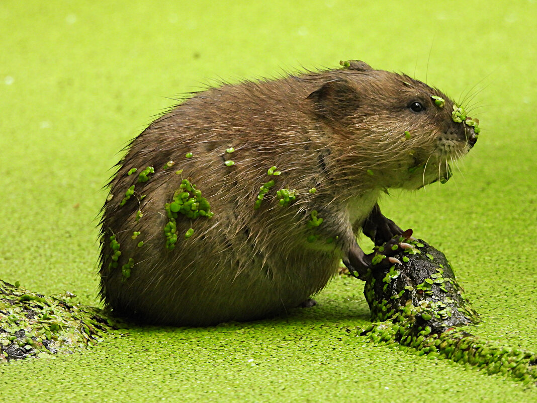 Ондатрёнок - Лина 